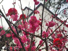-龙华寺