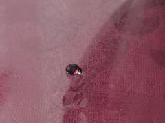 -温江公平红烧兔(总店)