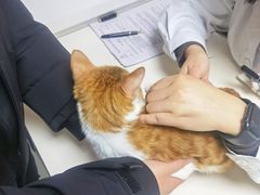 -谐和贝康宠物医院24小时·宠保定点(急重症转诊中心)