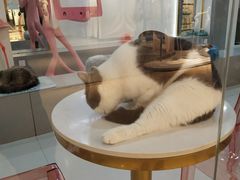 用餐区-糯米喵星人·撸猫猫舍咖啡馆(西市场嘉华店)