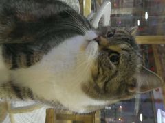 android_upload_pic-喵园·猫主题咖啡厅·撸猫·猫咖(国贸店)