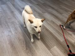 -柴迷FANS CLUB·柴犬狗咖·猫咖