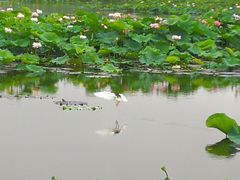 -荷塘月色湿地公园·向阳花洲