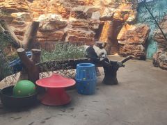 -石家庄市动物园