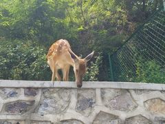 -大连森林动物园