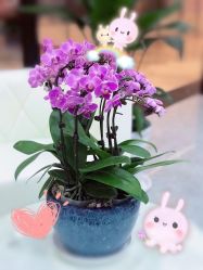 -黛蓝形象定制