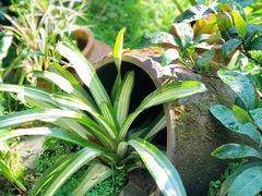 -深圳仙湖植物园