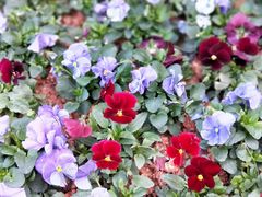 -深圳国际园林花卉博览园