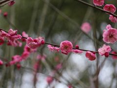-章华寺