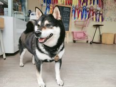 -柴犬高等学院·狗咖·柴犬售卖·宠物训练