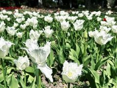 -上海鲜花港