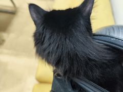 -瑞派宠物医院·犬猫全科·猫友好(宾水西道店)