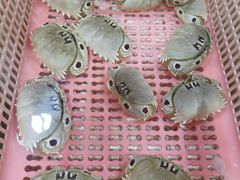 -外伶仃岛海鲜市场