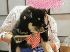 -逗柴咖啡屋·狗咖猫咖宠物桌游
