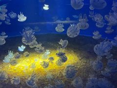 -欢乐海岸海洋奇梦馆