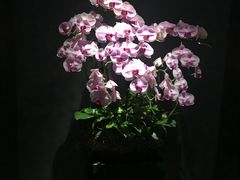 -璞·澐间影院式足道SPA(尚悦湾店)