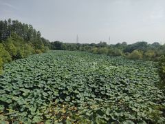 -东湖落雁景区