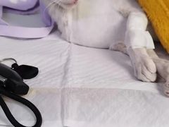 -达爱动物医院·犬猫分区·CT·复杂眼科(远洋山水分院)