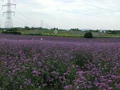 -紫颐香薰山谷景区