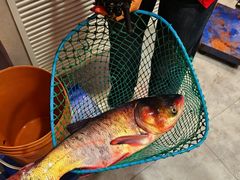 -鱼窝棚柴火铁锅炖(富山屯店)