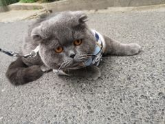 -猫咖时代(中山亭店)