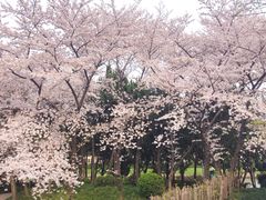-嘉定紫藤园
