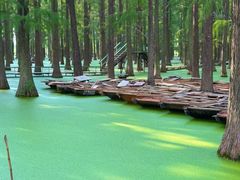 -渌洋湖湿地公园