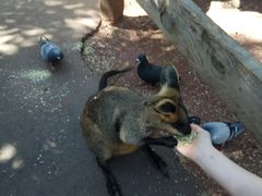 -费瑟代尔野生动物园