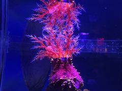 -太平洋海底世界