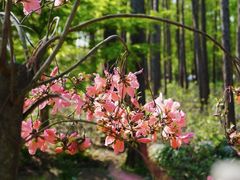 -上海共青森林公园