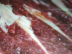 -八合里潮汕鲜牛肉火锅(惠州华贸店)