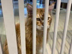 -藏猫猫咖啡主题馆(中央大道店)