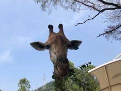 -泉州海丝野生动物世界