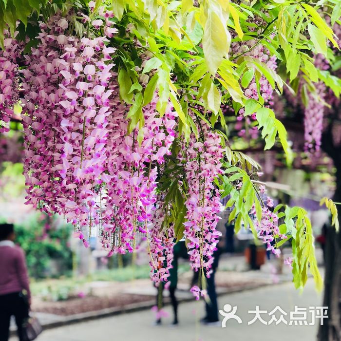 嘉定紫藤園圖片-北京公園-大眾點評網