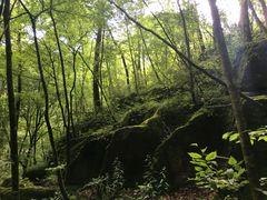 -黎坪国家森林公园