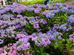 -广西壮族自治区药用植物园
