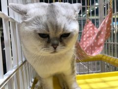 -藏猫猫咖啡主题馆(中央大道店)