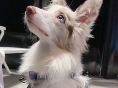 -萌兽医馆·犬猫专科·眼科中心·宠物医院(朝阳门分院)