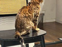 -琪喵猫屋·撸猫猫咖·猫舍