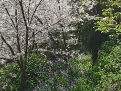 -苏州上方山国家森林公园