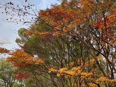 -金鸡湖桃花岛