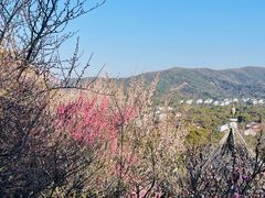-香雪海