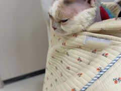 -御宝贝24h宠物医院·转诊中心·CT核磁血透中心(厦门总院)