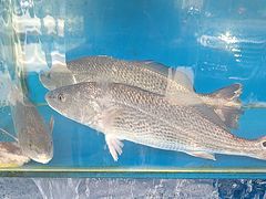 -北方饺子王·海肠捞饭·海鲜锅(山大店)