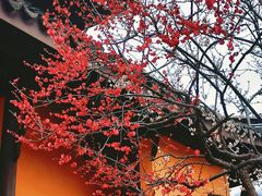 -红梅公园