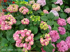 -石家庄市植物园