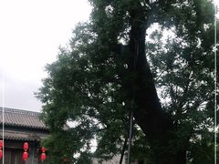 -老槐树煎包
