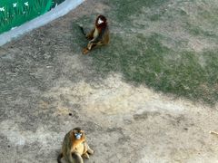 -西霞口神雕山野生动物世界