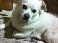 他家七年的狗狗-北三老太太烧烤(人生一串上榜店)