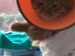 -瑞派福兴宠物医院犬猫全科·骨科·中西医结合(河东店)